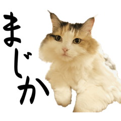 あるにゃんすたんぷ