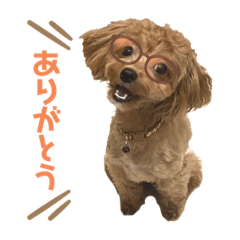 わたしのわんこ①