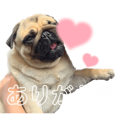 パグのぽんず(9ヶ月)