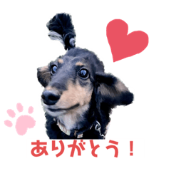 所沢犬のダックス・レオ