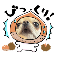 愛犬の名前ウィル！スタンプ！