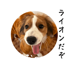 コーイケルフォンディエのシンプルスタンプ