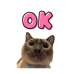 つぶやきシャム猫