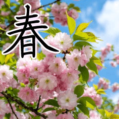 とびだす！美しい桜舞い散る日本の春の景色