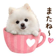 白ポメそら ふんわり日常スタンプ