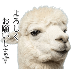 ずっと使えるアルパカ