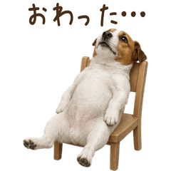 ネガティブ◆ジャックラッセルテリア
