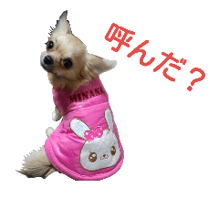 麗しのチロちゃん