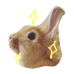 ライオンラビット②