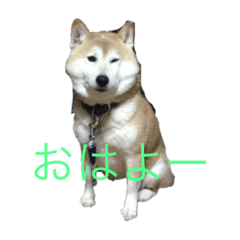 犬 やんさん