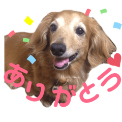 ダックスフンドのりっちゃん