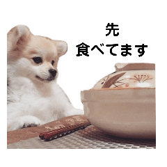 くせの強いポメラニアンの毎日