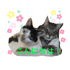 私のツンデレにゃんズ