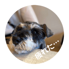 Mシュナのみこし♂③