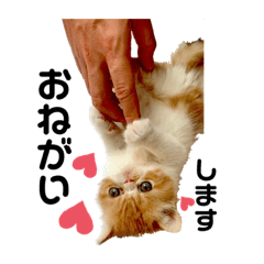 シカンカン家のコロちゃん