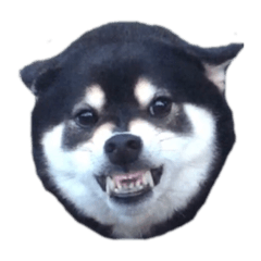 まるいネコとこわいイヌ