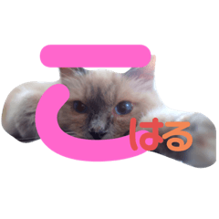 うちの猫、こはるです。