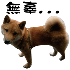 Little Shiba Inu