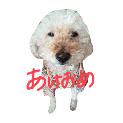 可愛いわんちゃん皆大好きわんちゃん