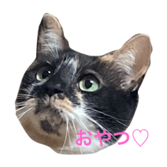 うちのつくちゃん