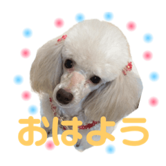 使いやすいプードルスタンプ