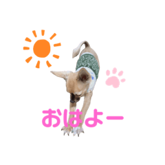 チョコ太郎さんの日常