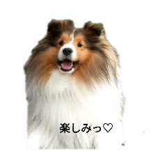 シェルティ★マロン
