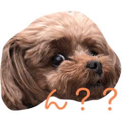 ここたろちゃん  no.1