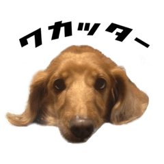 ワタシンチノイヌ