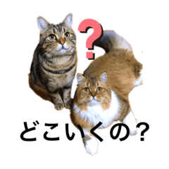 ぷちゃとあにゃ