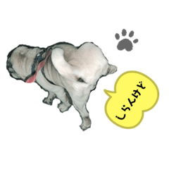 パグズライフ１