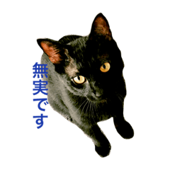 黒猫だけど、はまち。〜やる気ない編