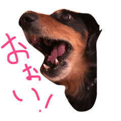 気まぐれミニチュアダックスフンド