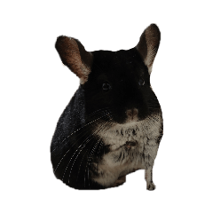 リアルムンムの日常