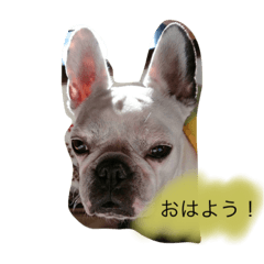 フレンチブルドッグ 日常会話！！