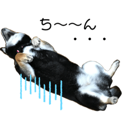 黒柴［せんちゃん］スタンプ②