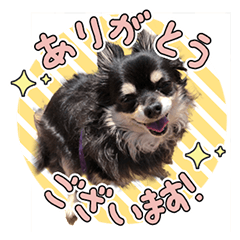 チワワのチョコの日常❶