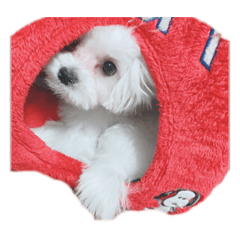 わんちゃんともじ