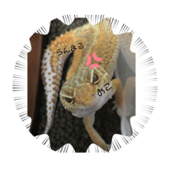 レオパの蘭丸くん①