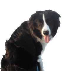 ボーダーコリー 日常スタンプ2