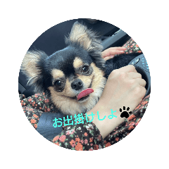 チワワの次郎くん 2