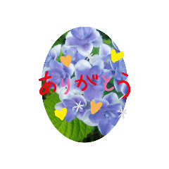 花(♪感謝♡happy♪)