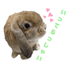 たれみみうさぎ雪見ちゃんのスタンプ3