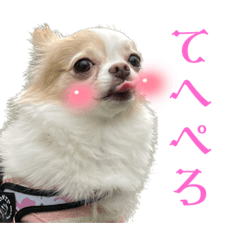 チワワのモカちゃんスタンプ