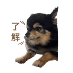 チワワの一言ワン