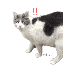 でぶりんとづら。時々子分ちゃん。