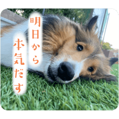 ステラのHappyface3