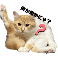 猫のCaramelのスタンプ