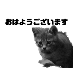 ズボラマン実写