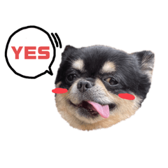 チワワのころちゃん2